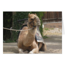 Whistling Camel Greeting Card