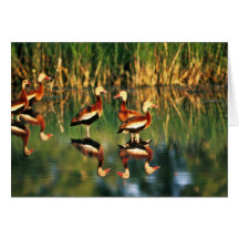 Whistling Duck Cards