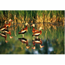 Whistling Duck Photo Cut Outs