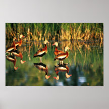 Whistling Duck Print