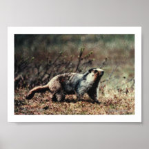 Whistling Marmot, (C) Jack Taylor, Zazzle.com/J... Print