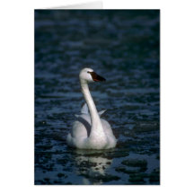 Whistling Swan, in icy river Greeting Card