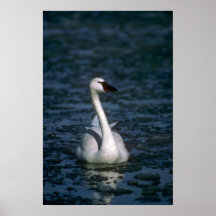 Whistling Swan, in icy river Posters