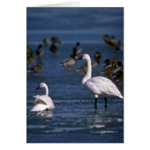 Whistling Swans, on ice Greeting Card