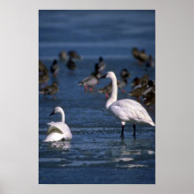 Whistling Swans, on ice Poster
