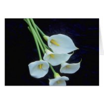 white A sheath of arum lilies flowers Greeting Card