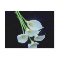 white A sheath of arum lilies flowers Postcard