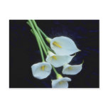 white A sheath of arum lilies flowers postcards