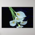 white A sheath of arum lilies flowers posters