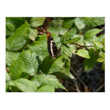 White Admiral Butterfly Postcard