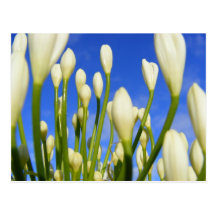 White Agapanthus Postcard