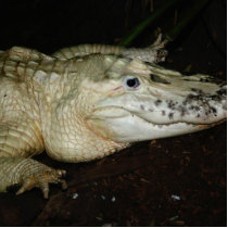 White Albino Alligator Photo , Gator  Image Acrylic Cut Outs