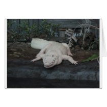 white alligator greeting cards