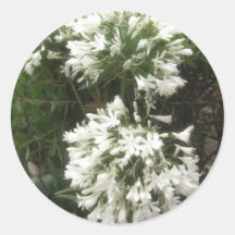 White Allium 2 Round Sticker