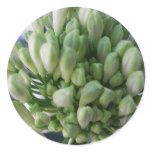 White Allium Buds Stickers