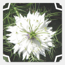 White Allium Flowers Stickers