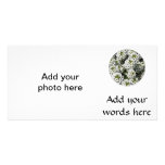 White Alyssum photo cards