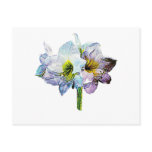 White Amaryllis Post Cards