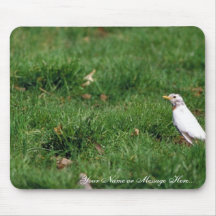White American robin Mousepad