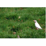 White American robin Acrylic Cut Out