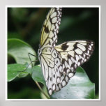 White and Black Butterfly Polinating Print