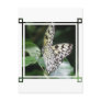 White and Black Butterfly Postcard