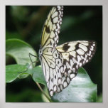 White and Black Butterfly Print
