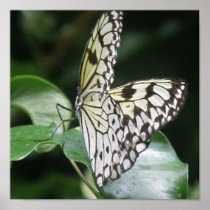 White and Black Butterfly Print