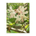 White and Pink Azaleas postcards