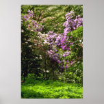 White And Pink Flowering Shrubs flowers Poster