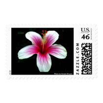 White and Pink Hibiscus Postage postage