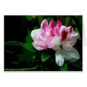 White and Pink Rhododendron cards