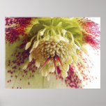 White And Purple Hellebore posters