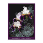 White and Purple Iris postcards