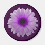White and Purple Marigold Magnet