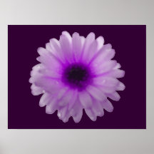 White and Purple Marigold Poster