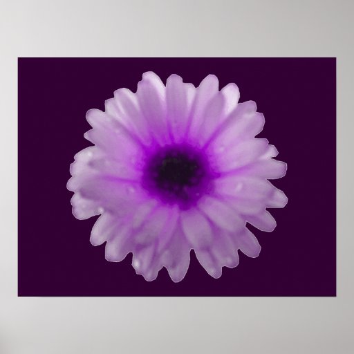 White and Purple Marigold Poster