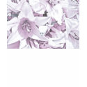 White and Purple Tiger Lily Tank Top t-shirts