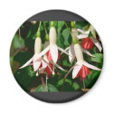 White And Red Hanging Flowers magnets