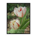 White and Red Tulips postcards