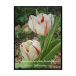 White and Red Tulips postcards