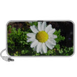 White and Yellow Daisy flower iPhone Speaker