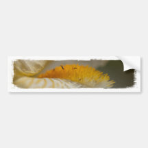 White and Yellow Iris Bumper Stickers