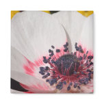 White Anemone