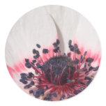 White Anemone