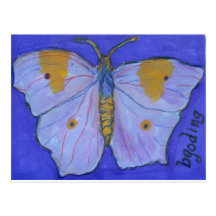 White Angled Sulphur Butterfly Post Card