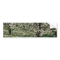 white Apple and daffodil blossoms, Rockliffe Park, Bumper Sticker