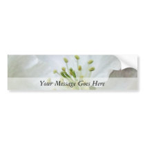 White Apple Blossom Close-Up