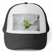 White Apple Blossom Close-Up