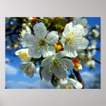 White apple blossom poster